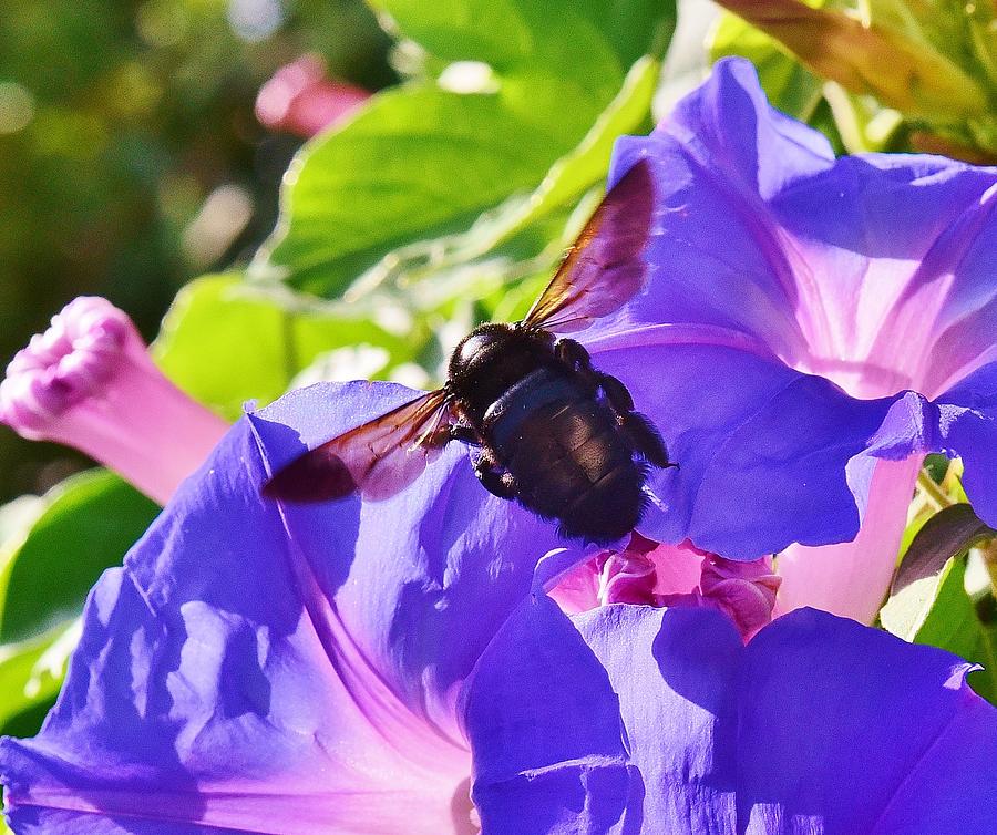 Carpenter Bee 1 Photograph by Linda Brody
