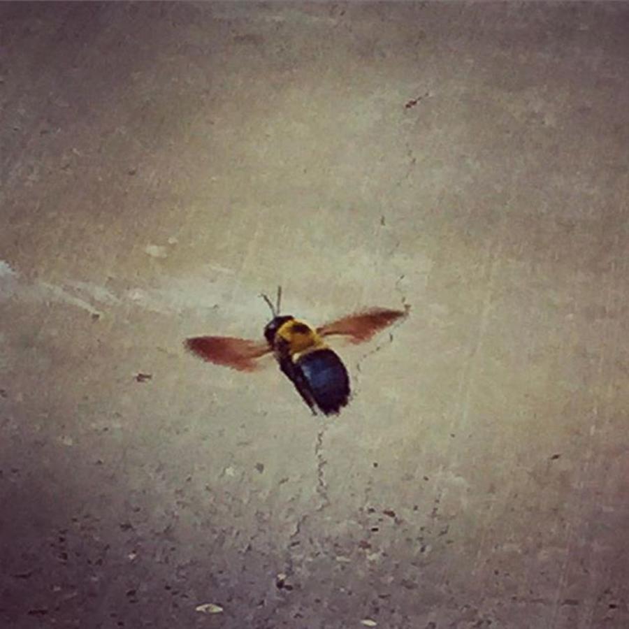 Flying Photograph - Carpenter Bee #bees #flying by Joan McCool