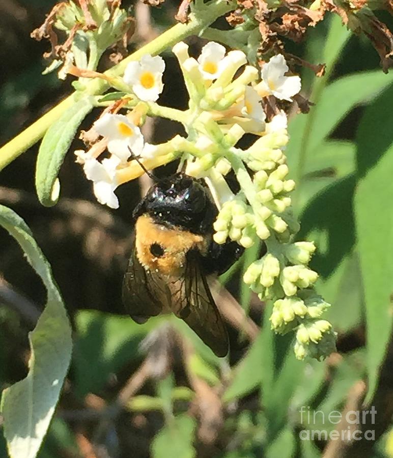 Carpenter Bee 2 Photograph by CAC Graphics