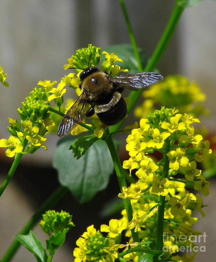 Carpenter Bee Photograph by Deborah Johnson