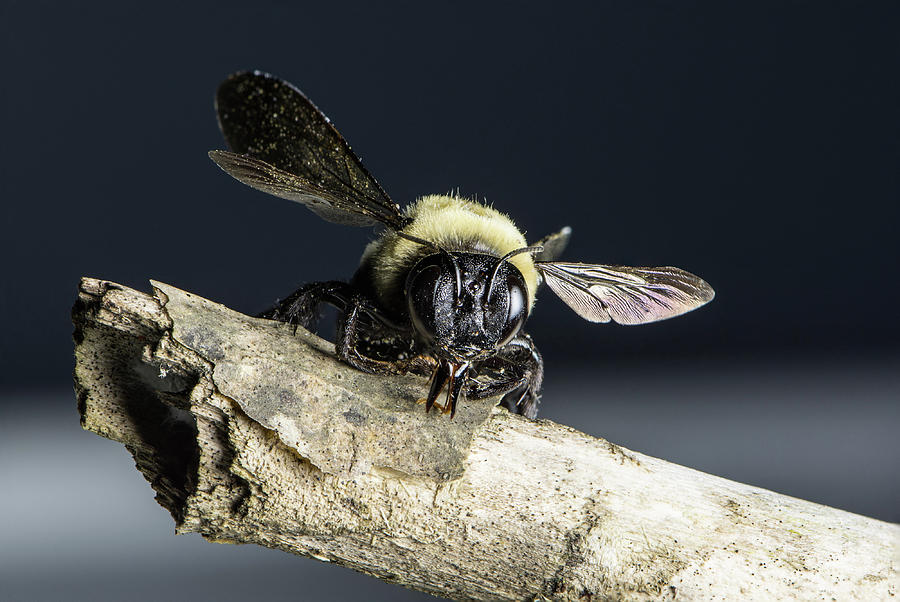 Carpenter Bee Photograph by John Benedict