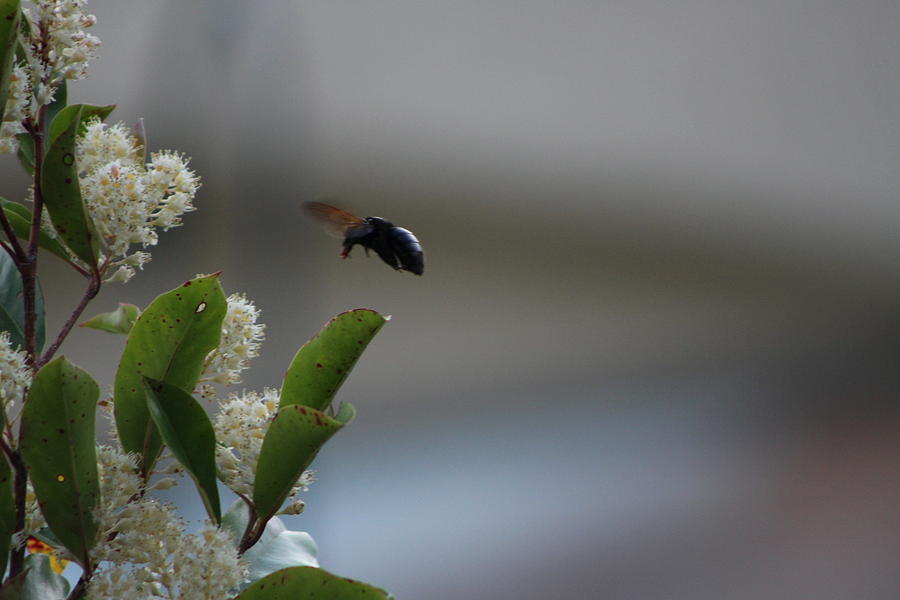Carpenter Bee Landing Photograph by Colleen Cornelius