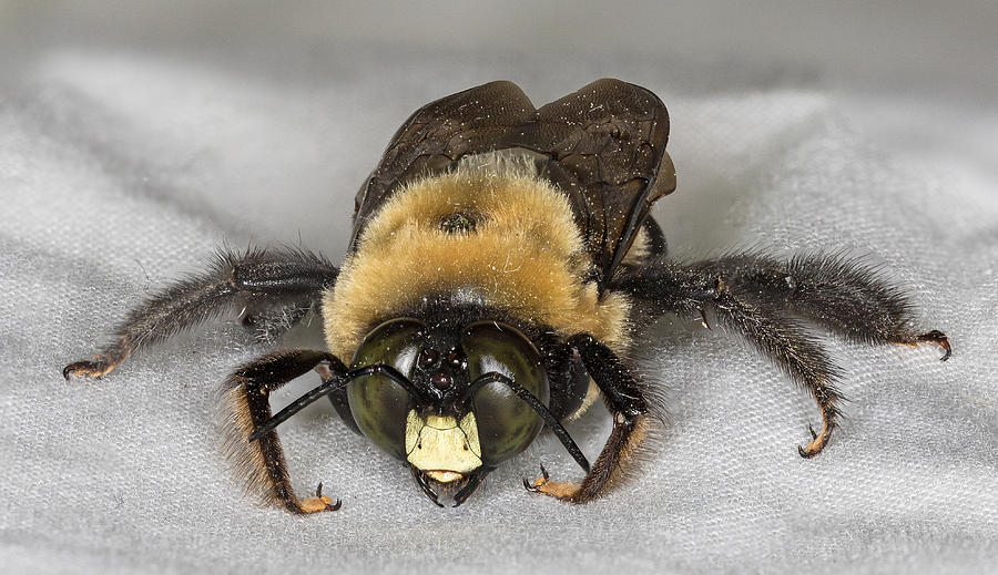 Carpenter Bee Photograph by Lee Alloway