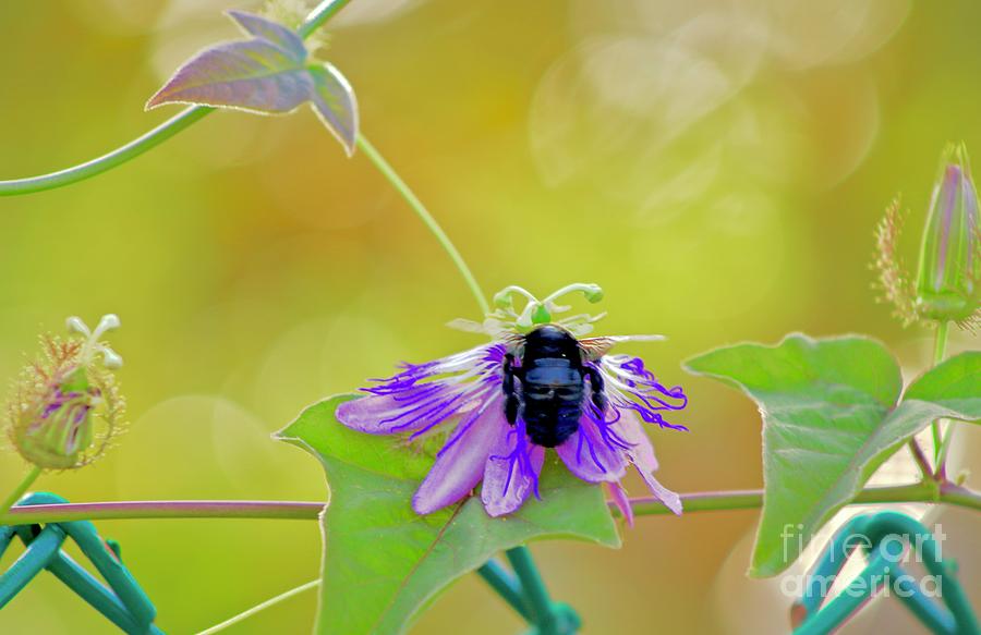Carpenter Bee Meets Passion Flower Photograph by Craig Wood