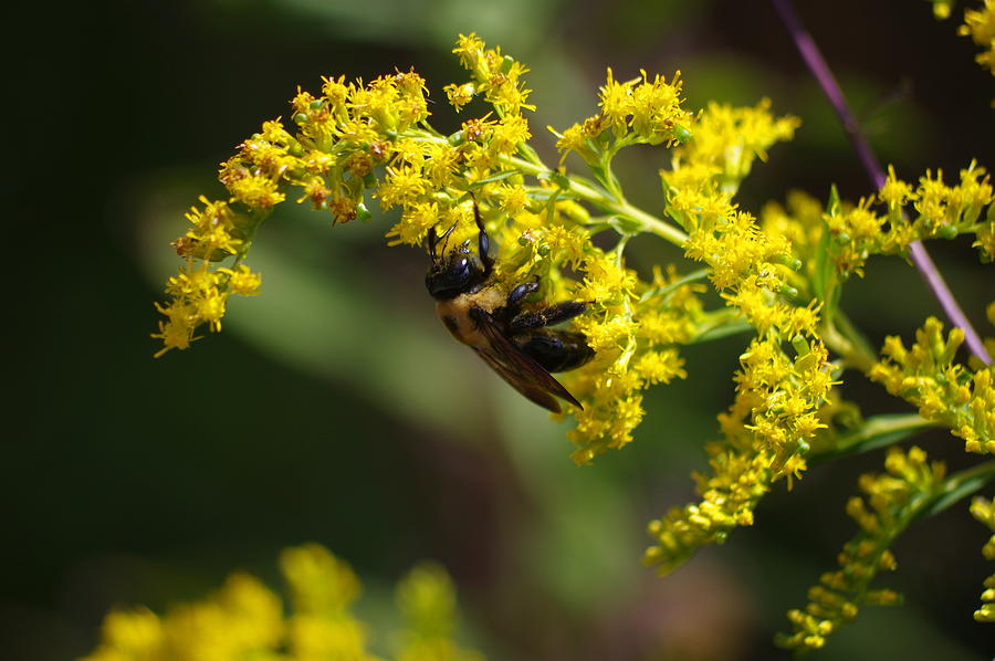 Flower Photograph - Carpenter Bee On Goldenrod by Aaron Rushin