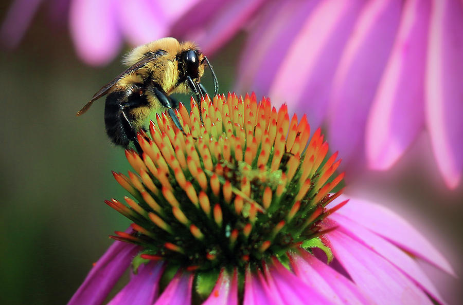 Carpenter Bee on Purple Coneflower Photograph by Stamp City - Fine Art ...