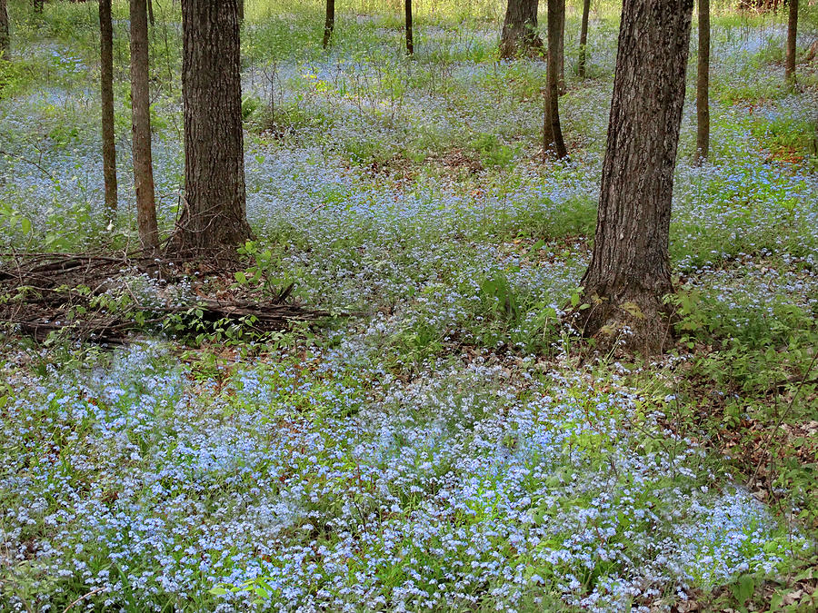 Carpet of Blue Photograph by David T Wilkinson