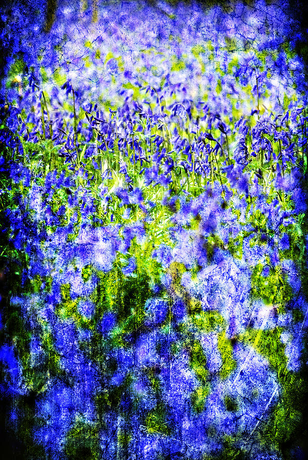 Carpet Of Blue Photograph by Meirion Matthias