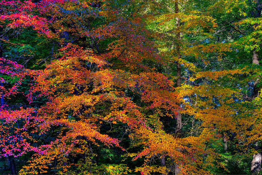 Fall Photograph - Carpet of Color by Gunther Schabestiel