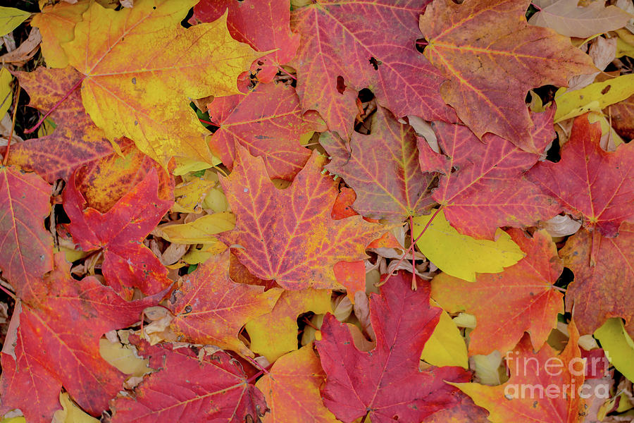 Carpet of Colorful Leaves Photograph by Cheryl Baxter