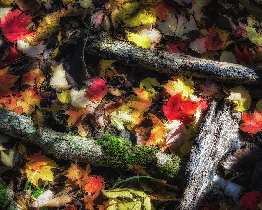 Carpet of Leaves Photograph by James Barber