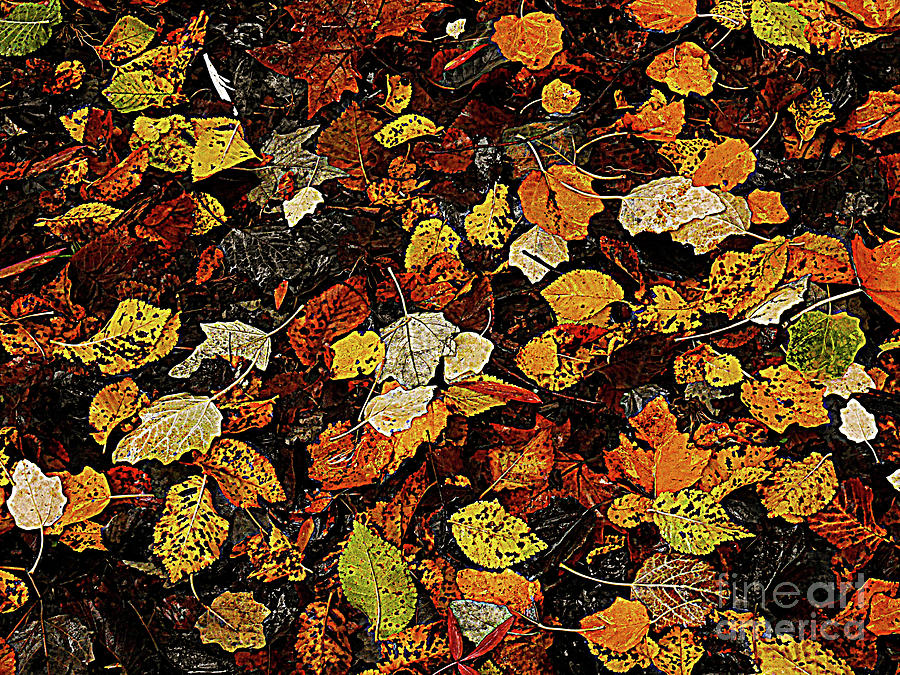 Carpet of Leaves Photograph by Lexa Harpell