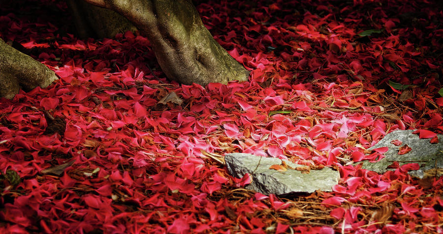 Carpet of Petals I Photograph by Cameron Wood