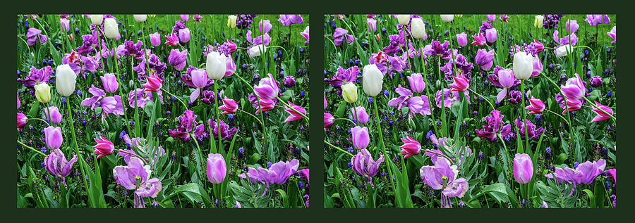 Carpet of Purple Tulips. Diptych Photograph by Jenny Rainbow
