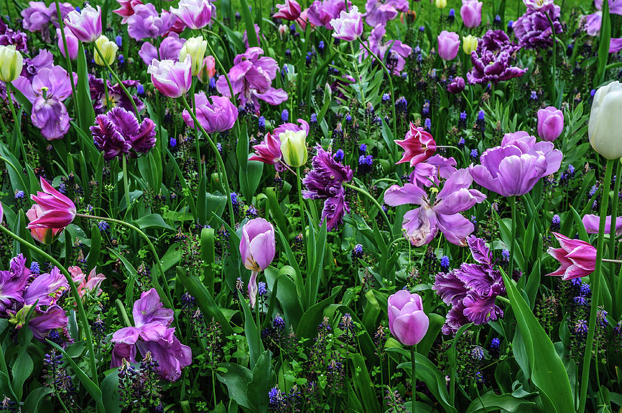 Carpet of Purple Tulips in Keukenhof Photograph by Jenny Rainbow