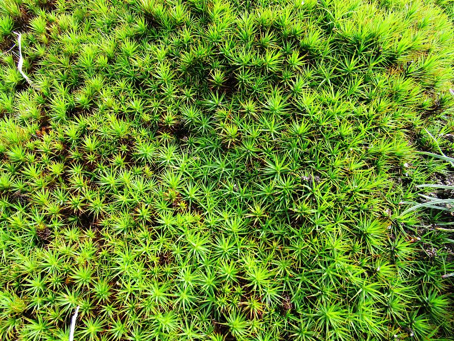 Carpet of spores Photograph by Rosita Larsson