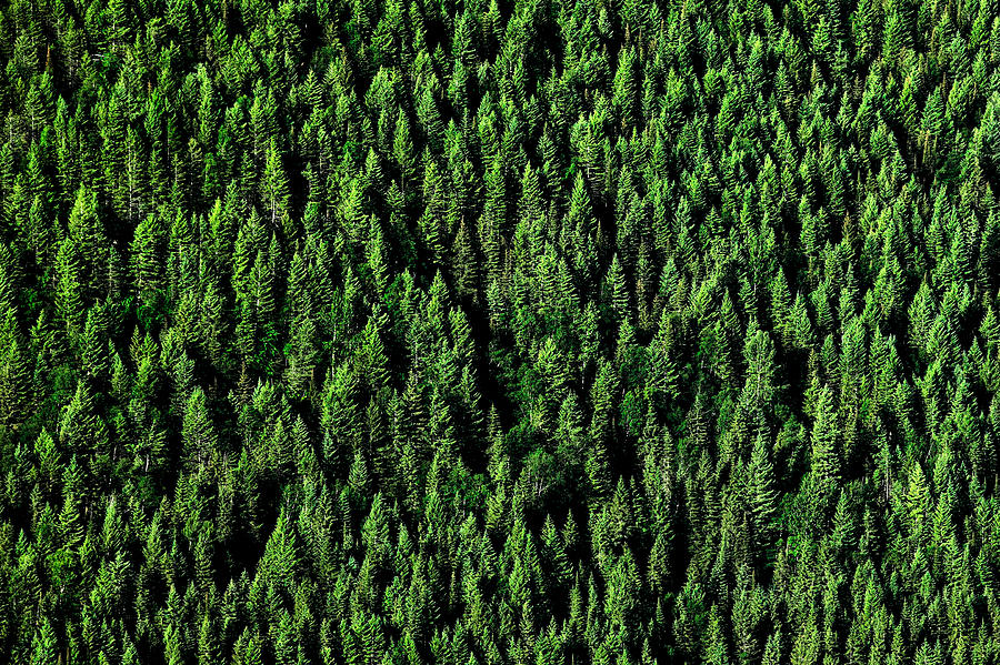 Carpet of Trees Photograph by Todd Klassy