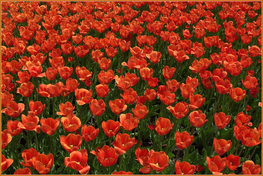 Carpet of Tulips Photograph by Mindy Newman