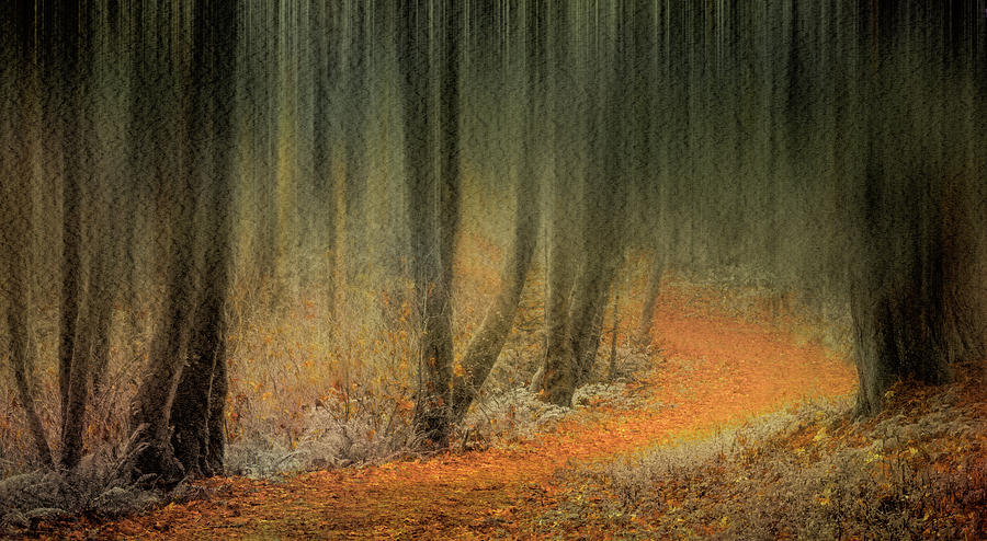 Carpeted Forest Photograph by Don Schwartz