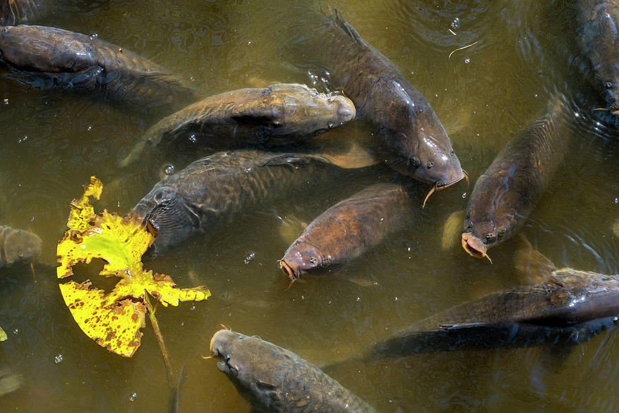 Carps Photograph by Arterra Picture Library