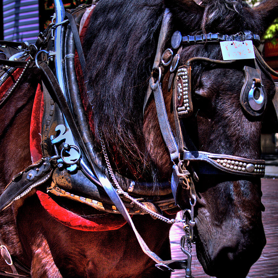 Carriage Horse Photograph by David Patterson