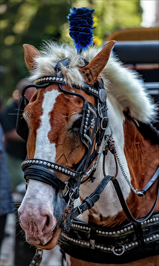 Carriage Horse NYC Photograph by Robert Ullmann