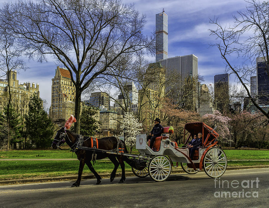 Carriage Ride in Central Park Photograph by Nick Zelinsky Jr