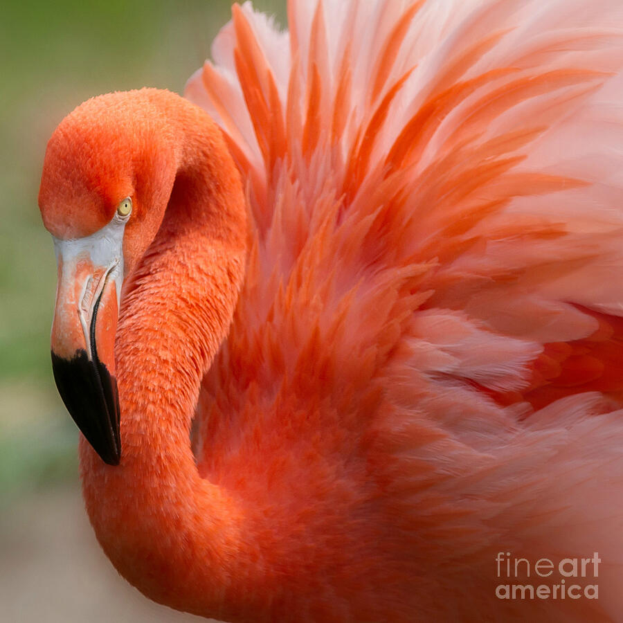 Caribbean Flamingo Photograph by Chris Scroggins