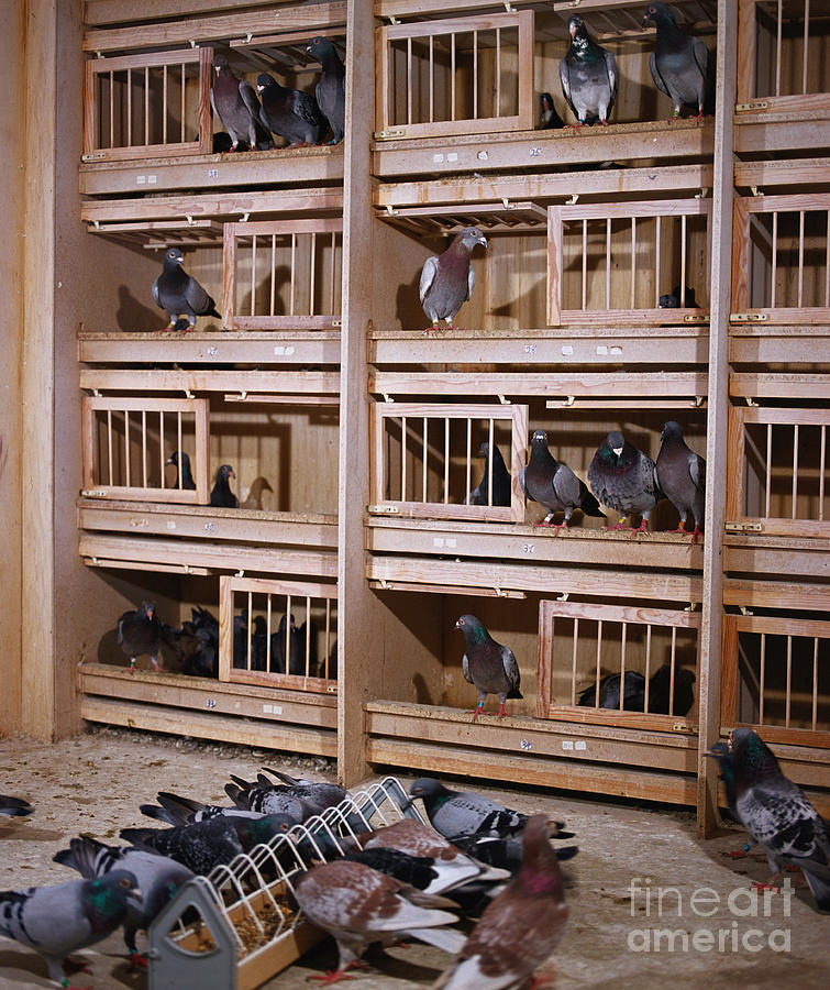 Carrier Pigeons Photograph by Gerhard Schlepphorst