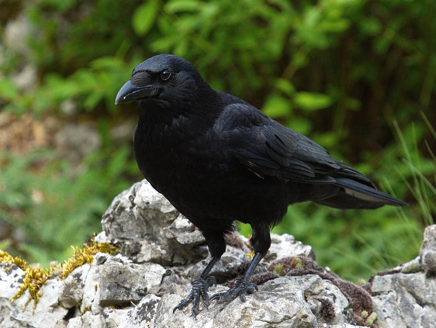 Carrion crow, corvus corone Photograph by Elenarts - Elena Duvernay photo