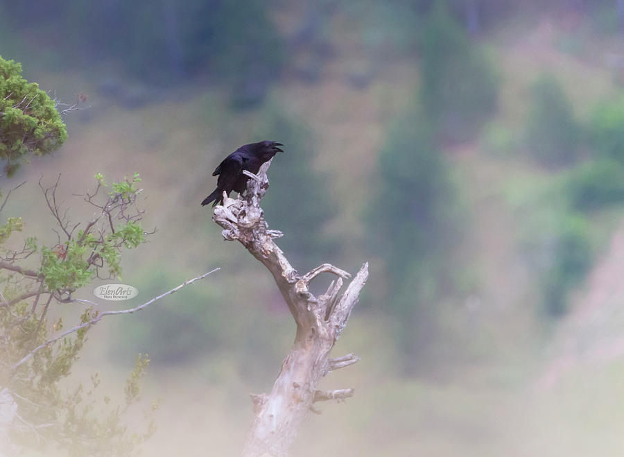 Carrion crow, corvus corone singing Photograph by Elenarts - Elena Duvernay photo
