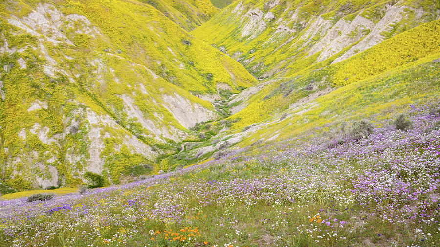 Carrizo Plain - Flower Gorge Photograph by Alexander Kunz