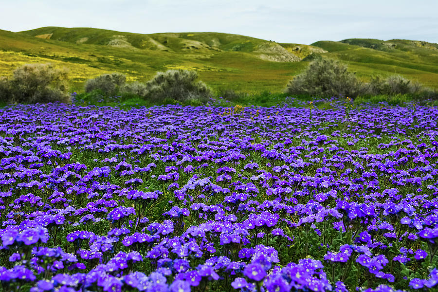 Carrizo Plain National Monument Wildflowers Photograph by Kyle Hanson
