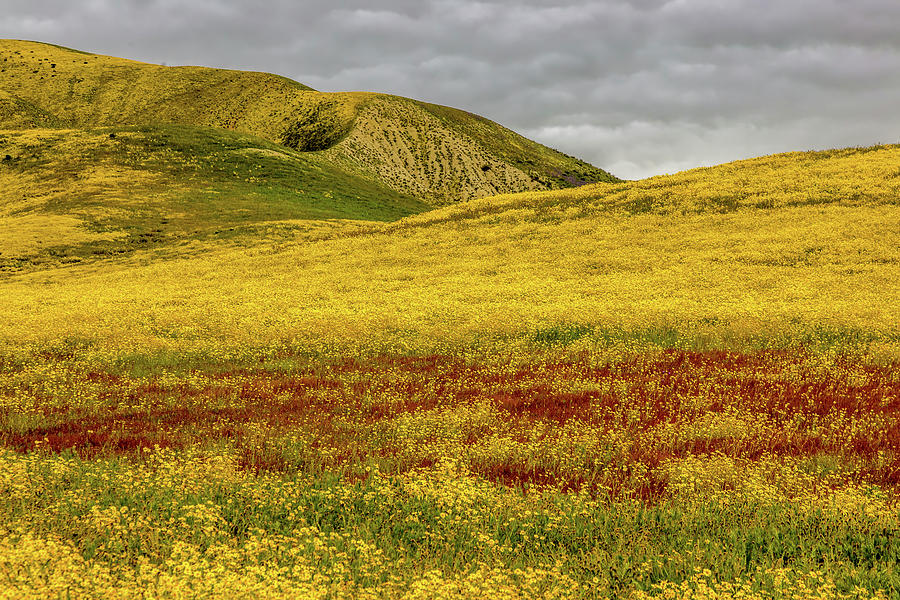 Carrizo  Plain Super Bloom 2017 Photograph by Peter Tellone