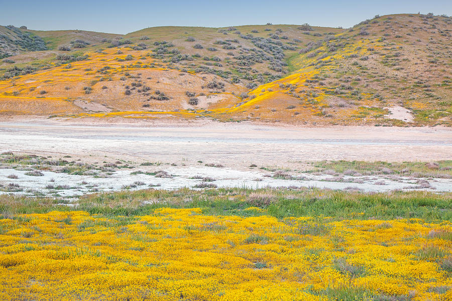 Carrizo Plain Wildflowers at Sunset Photograph by Marc Crumpler