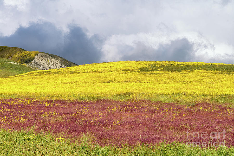 Carrizo Plain Wildflowers in CA Photograph by Tibor Vari