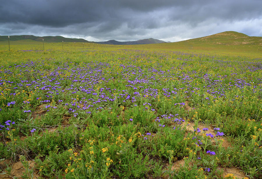 Carrizo Plain Wildflowers Photograph by Kathy Yates