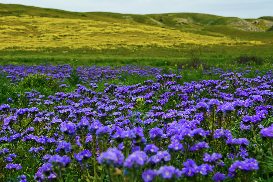 Carrizo Plain Wildflowers Photograph by Kyle Hanson