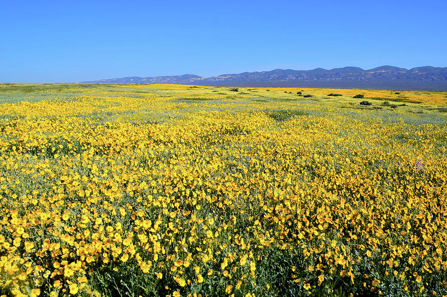 Carrizo Plains Goldfields Photograph by Floyd Snyder