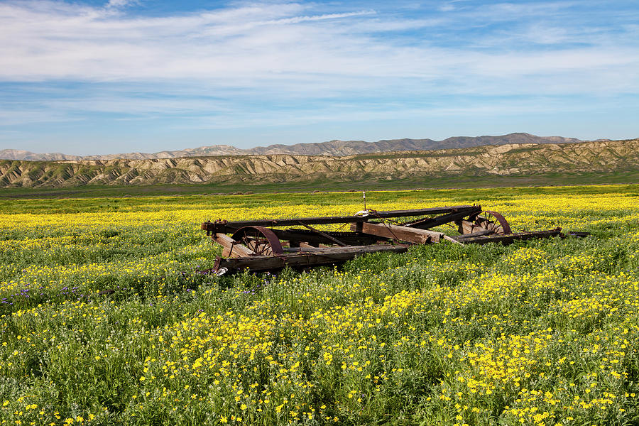 Carrizo Plain Wildflowers Photograph by Rick Pisio