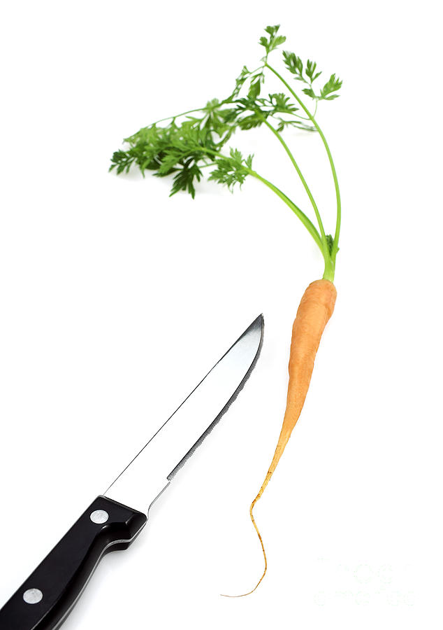 Carrot Daucus Carota Photograph by Gerard Lacz Carrot Daucus Carota Photograph by Gerard Lacz