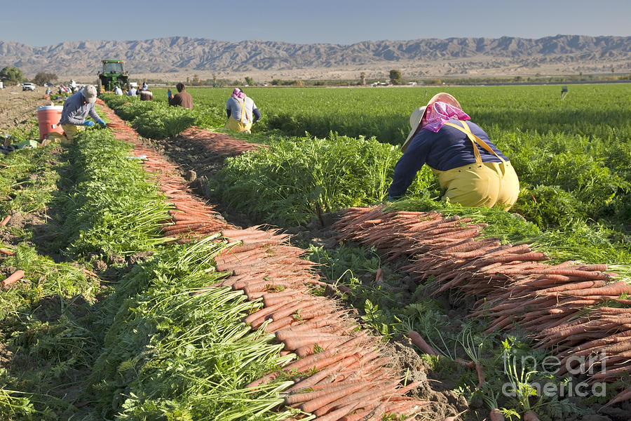 Carrot Harvest Photograph by Inga Spence