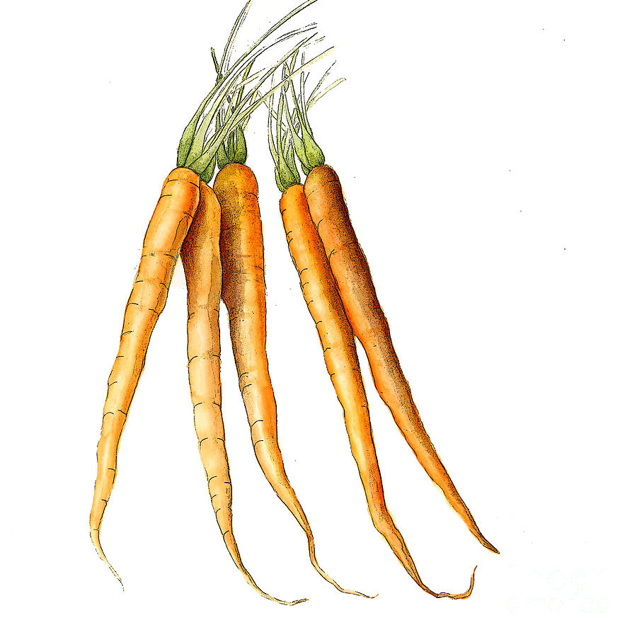 Carrot Variation Painting by Fran Henig
