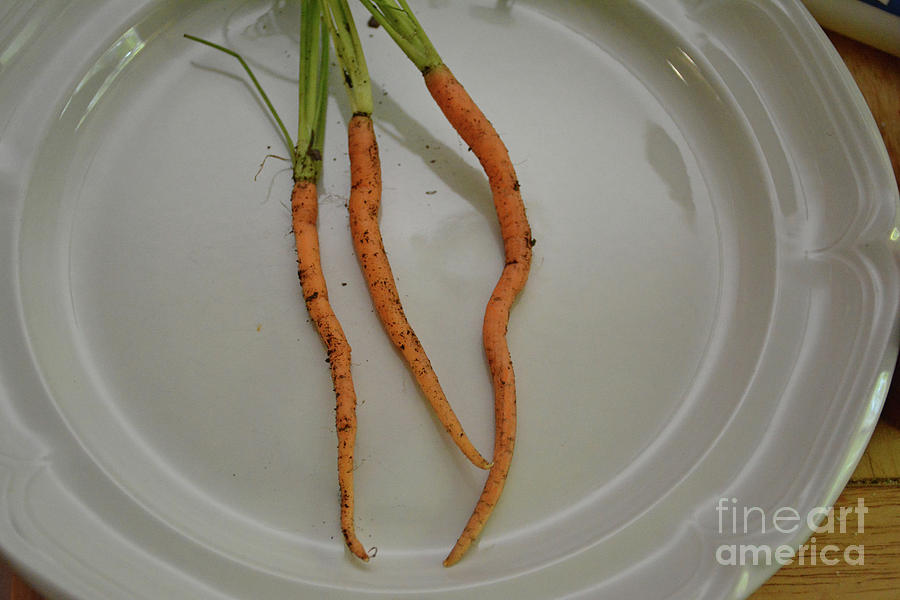 Carrots Photograph by FineArtRoyal Joshua Mimbs