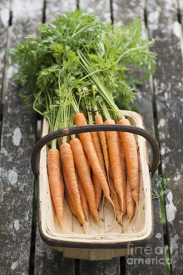 Carrot Photograph - Carrots by Tim Gainey