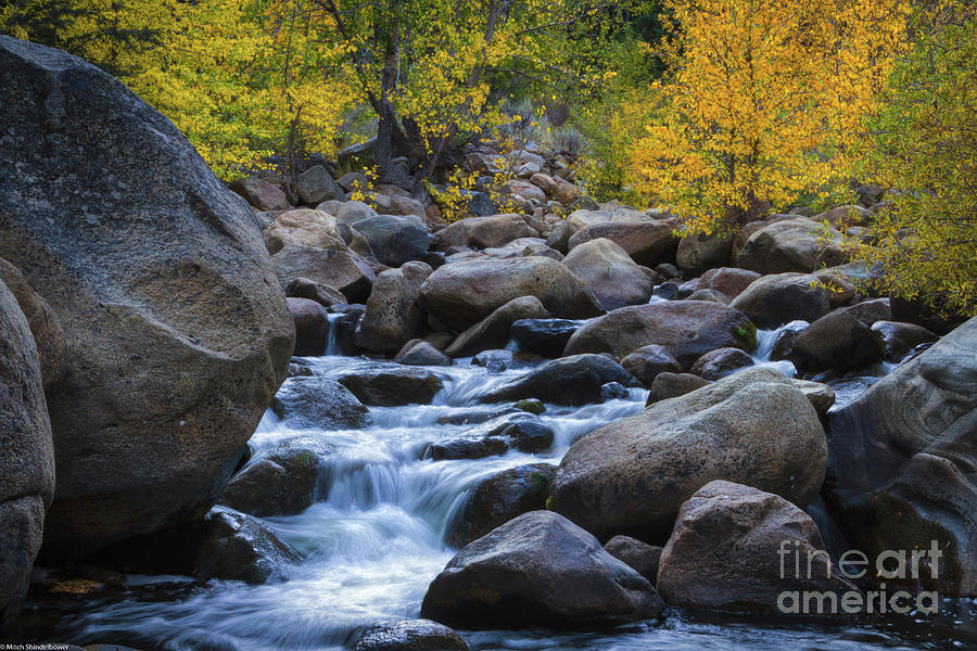 Nature Photograph - Carson River Autumn Color by Mitch Shindelbower