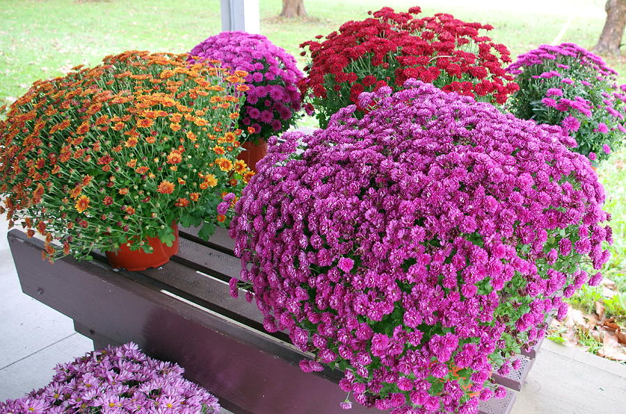 Cart of Mums Photograph by Mary Courtney