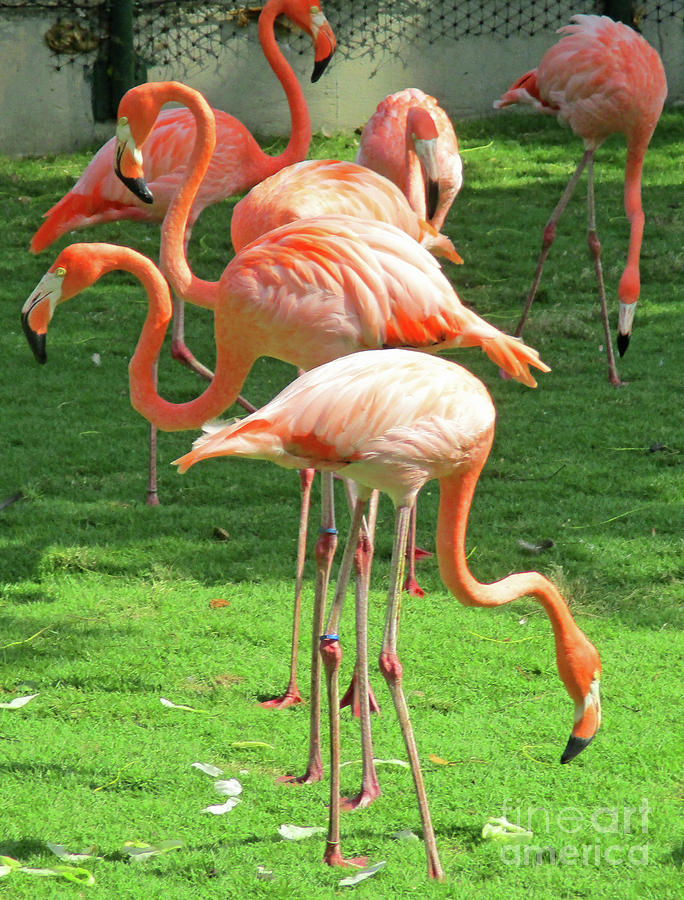 Cartagena Flamingos 1 Photograph by Randall Weidner