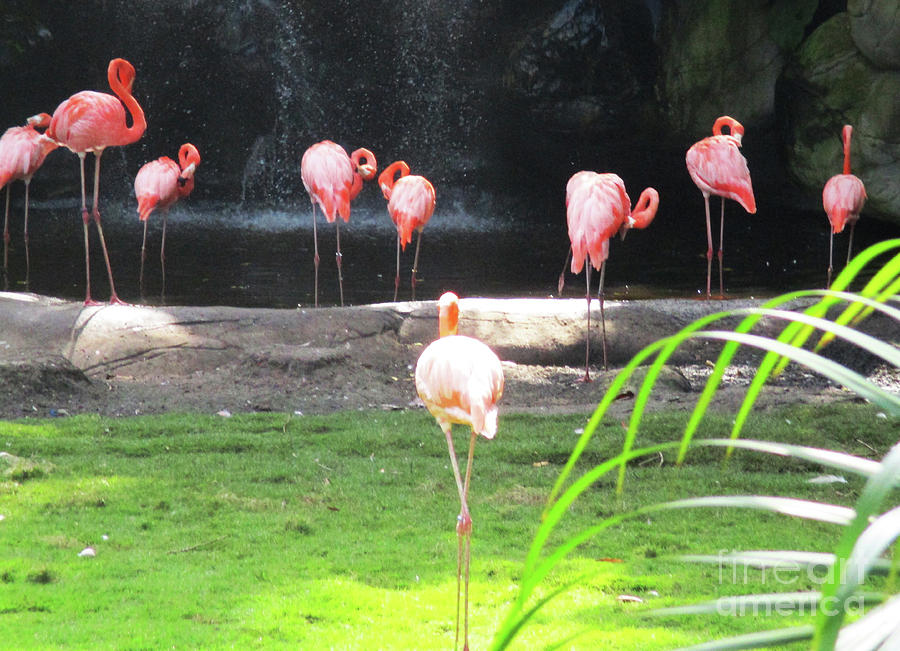 Cartagena Flamingos 2 Photograph by Randall Weidner