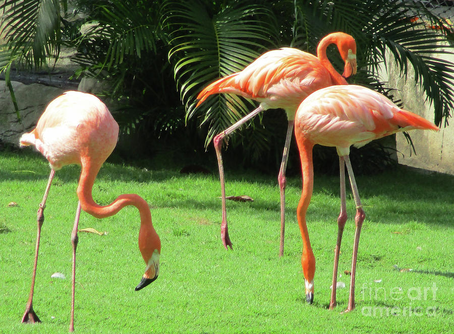 Cartagena Flamingos 3 Photograph by Randall Weidner